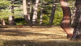 Safranboluda anne karaca ve yavruları görüntülendi