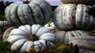 Sakaryada ‘Beyaz Elmas tarlalarda parlamaya başladı