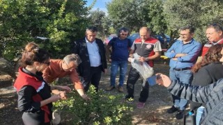 Sakız Ağacı için Aydınlı üreticilerden Çeşmeye ziyaret