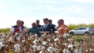 Salihli Ovasının ‘Beyaz Altınında ilk hasat