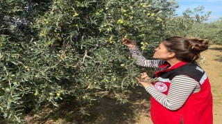 Salihlide zeytin sineğine karşı acil uyarı