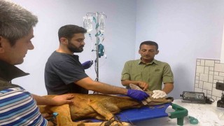 Samsunda bin 200 hayvan tedavilerinin ardından doğaya salındı