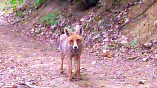 Samsunlu iki doğa tutkunu fotokapanla yaban hayatı kayıt altına alıyor