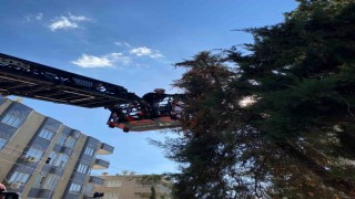 Şanlıurfada ağaçta mahsur kalan yavru kedi kurtarıldı