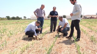 Şanlıurfada anız yakılmadan ekilen mısır ve pamukta yüksek verim