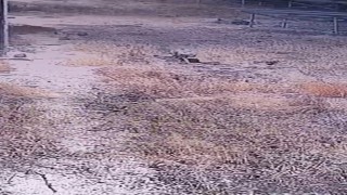 Şanlıurfada nesli tükenme tehlikesi altındaki çizgili sırtlan görüntülendi