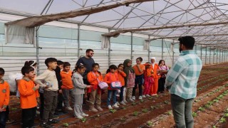 Şanlıurfada öğrenciler doğa ve tarımla buluşuyor