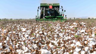 Şanlıurfada pamuk koruma altında