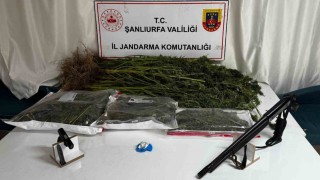 Şanlıurfada uyuşturucu operasyonunda 1 gözaltı