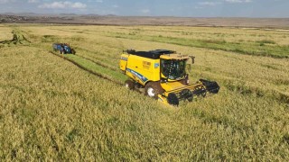 Şanlıurfada yetişen Karacadağ pirincinde hasat başladı