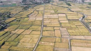 Saraydüzünde çeltik hasadı başladı