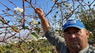 Sarıgölde armut ağacı ikinci kez çiçek açtı