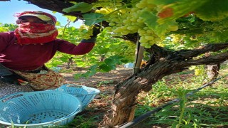 Sarıgölde üzüm hasadı aralıksız devam ediyor