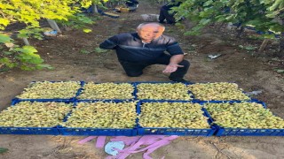 Sarıgölde üzüm hasadı hız kesmeden devam ediyor