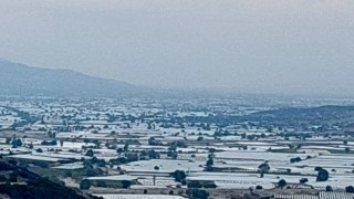 Sarıgölde üzüm üretici ihracatın hız kazanmasını bekliyor