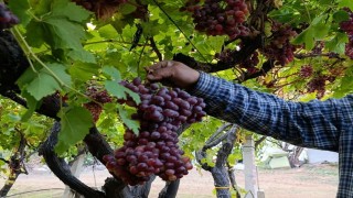 Sarıgöllü üreticiden 1 kilo 740 gramlık üzüm salkımı