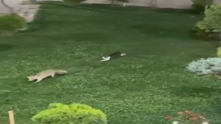 Şemdinlide kedi ile tilkinin oyun keyfi