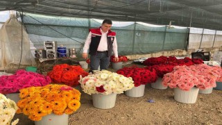 Serada sebzeden gerberaya: Üretim çeşitliliği dikkat çekiyor