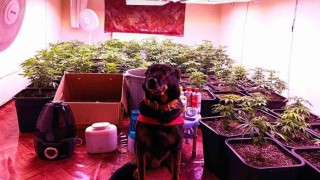 Seraya çevirdiği kiralık dairede kenevir yetiştiren şahıs yakalandı