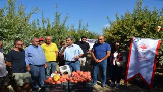 Serikte nar hasadı başladı