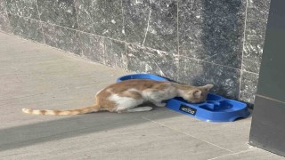 Sevgimiz, Enerjimiz Sizinle Projesi sokak hayvanlarına umut oldu