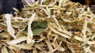 Şifa deposu ıhlamura ilgi arttı