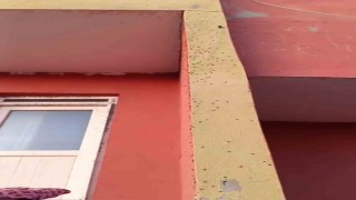 Siirtte bazı evlerin duvarları sineklerle kaplandı