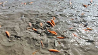 Siirtte gölet kurudu, balıklar telef oldu