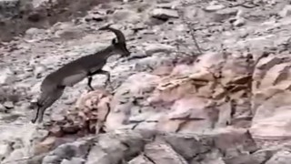 Siirtte nesli tükenme tehlikesi altındaki yabani dağ keçisi görüldü