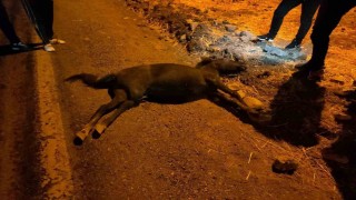 Siirtte otomobil ile at çarpıştı: 1 yaralı