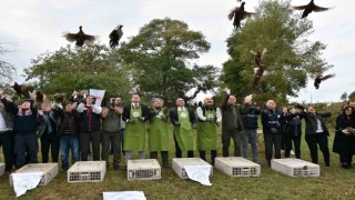 Sinopta 250 sülün kuşu doğaya bırakıldı