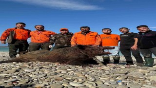 Sinopta avcılar 300 kiloluk domuz avladı