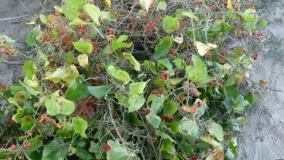 Sinopta Roman vatandaşların kokina mesaisi: İstanbuldan gelip topluyorlar