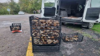 Sinoptan Avrupaya mantar ihracatı