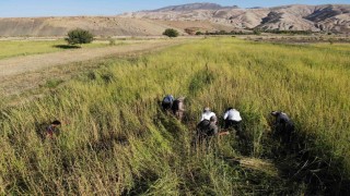 Şırnakta 5 bin dekar alandan 300 ton susam rekoltesi bekleniyor