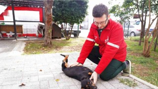 Şişli Belediyesinden sokak hayvanlarına şefkat eli