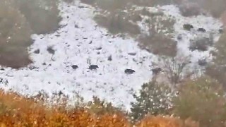 Sivasın Çeltek köyünde yaban domuzu sürüsü görüntülendi