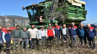 Söke Ovasında pamuk hasadı sürüyor