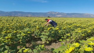 Sökede 2025 yılı destekleme ürün çalışmaları yapıldı