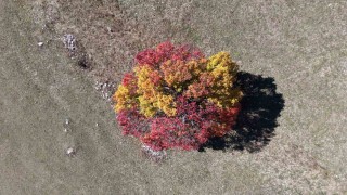 Sonbahar Karadenizde ilk bu köye uğruyor