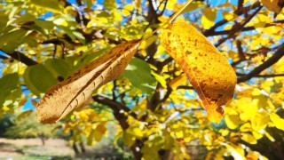 Sonbaharda ağaçlarda renk cümbüşü