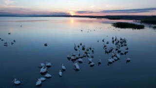 Sonbaharda Manyas Gölünde pelikan ve flamingo ziyaretleri