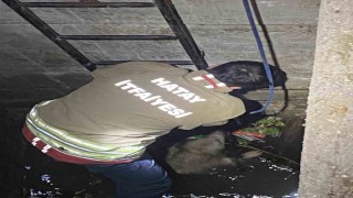 Su dolu kuyuya düşen 2 köpeği itfaiye kurtardı