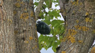 Su kuyusunda cansız bedeni bulunan Hasretın son mesajı babasına ‘Eve geliyorum olmuş