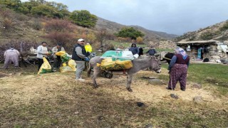 Şuhutta kestane hasadı başladı