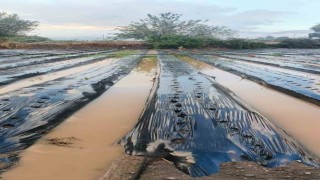 Sultanhisarda sağanak çilek tarlalarını vurdu