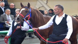 Sultansuyunun şampiyon tayları Veliefendide rekor fiyatlara satıldı