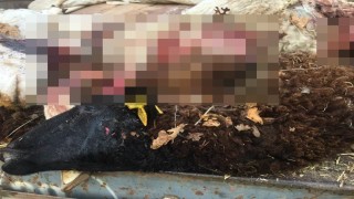 Sürüden ayrılan koyunları kurt telef etti