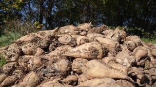 Tarım Bakanlığı: Kuraklık nedeniyle şeker pancarı üretimini kısıtlamayacağız