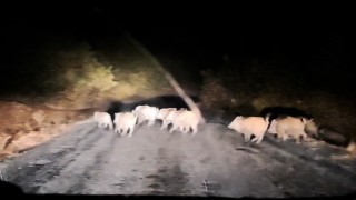 Tatvanda domuz sürüsü görüntülendi